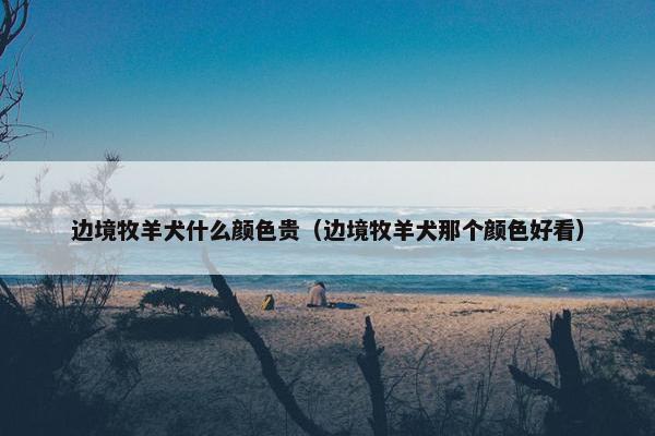 边境牧羊犬什么颜色贵（边境牧羊犬那个颜色好看）