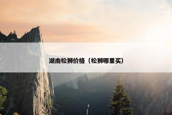湖南松狮价格（松狮哪里买）