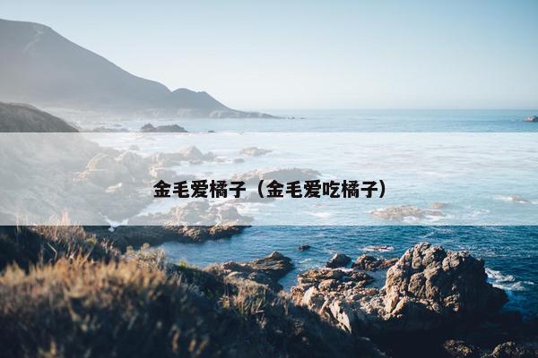 金毛爱橘子（金毛爱吃橘子）