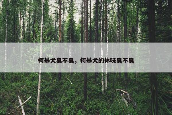 柯基犬臭不臭，柯基犬的体味臭不臭