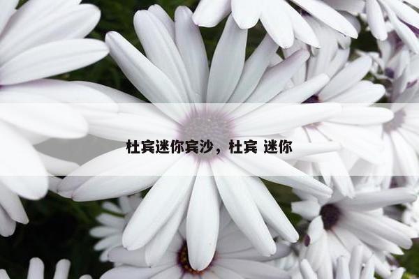 杜宾迷你宾沙，杜宾 迷你