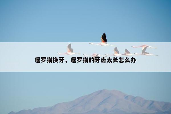 暹罗猫换牙，暹罗猫的牙齿太长怎么办
