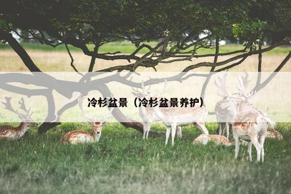 冷杉盆景（冷杉盆景养护）
