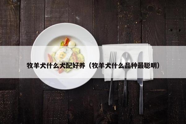 牧羊犬什么犬配好养（牧羊犬什么品种最聪明）