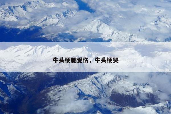 牛头梗腿受伤，牛头梗哭