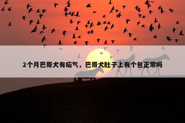 2个月巴哥犬有疝气，巴哥犬肚子上有个包正常吗