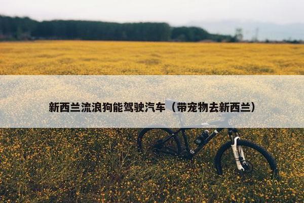 新西兰流浪狗能驾驶汽车（带宠物去新西兰）