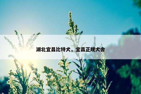 湖北宜昌比特犬，宜昌正规犬舍