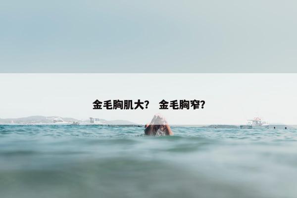 金毛胸肌大？ 金毛胸窄？
