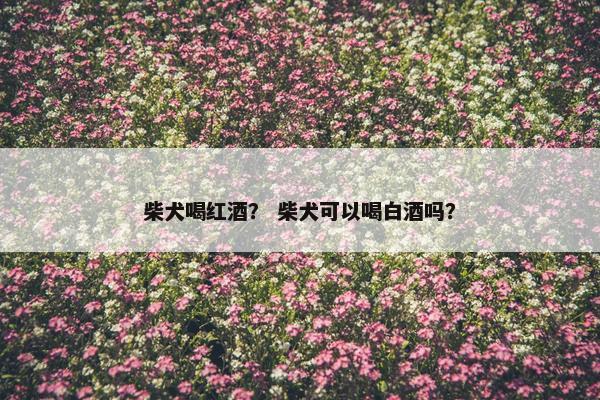 柴犬喝红酒？ 柴犬可以喝白酒吗？