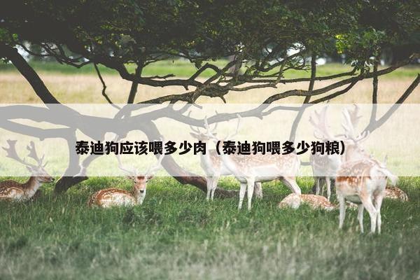 泰迪狗应该喂多少肉（泰迪狗喂多少狗粮）