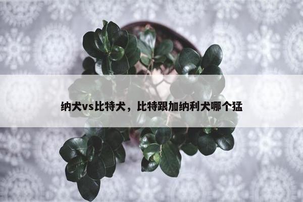 纳犬vs比特犬，比特跟加纳利犬哪个猛