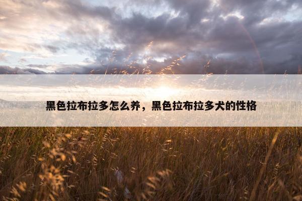 黑色拉布拉多怎么养，黑色拉布拉多犬的性格