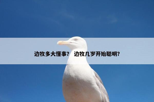 边牧多大懂事？ 边牧几岁开始聪明？