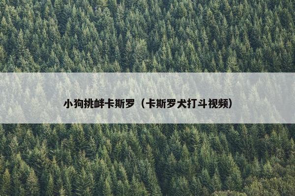 小狗挑衅卡斯罗（卡斯罗犬打斗视频）
