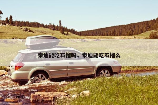 泰迪能吃石榴吗，泰迪能吃石榴么