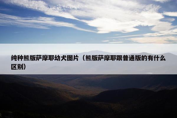 纯种熊版萨摩耶幼犬图片（熊版萨摩耶跟普通版的有什么区别）