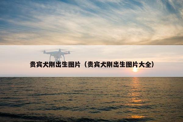 贵宾犬刚出生图片（贵宾犬刚出生图片大全）