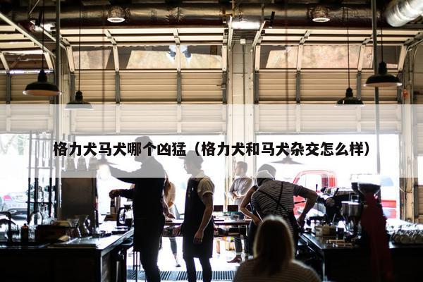 格力犬马犬哪个凶猛（格力犬和马犬杂交怎么样）