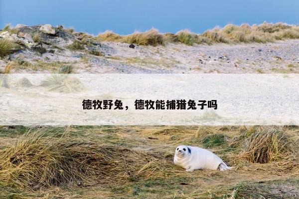 德牧野兔，德牧能捕猎兔子吗