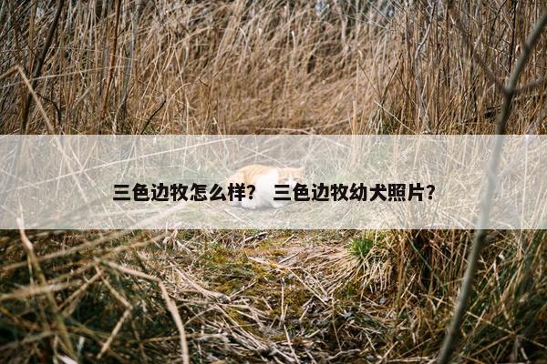 三色边牧怎么样？ 三色边牧幼犬照片？