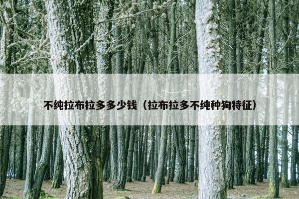 不纯拉布拉多多少钱（拉布拉多不纯种狗特征）