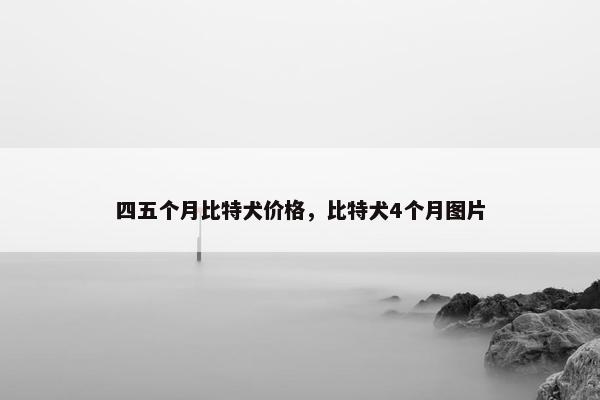 四五个月比特犬价格，比特犬4个月图片