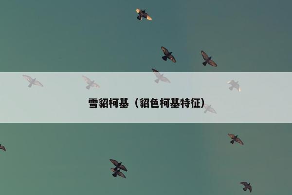 雪貂柯基（貂色柯基特征）