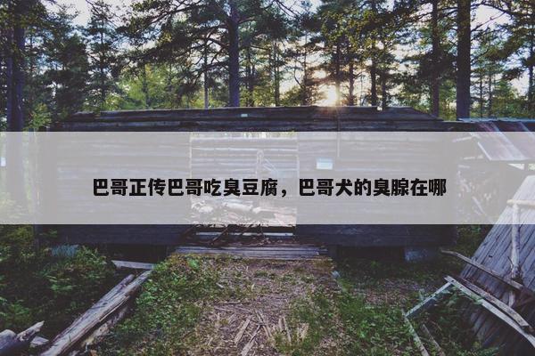 巴哥正传巴哥吃臭豆腐，巴哥犬的臭腺在哪