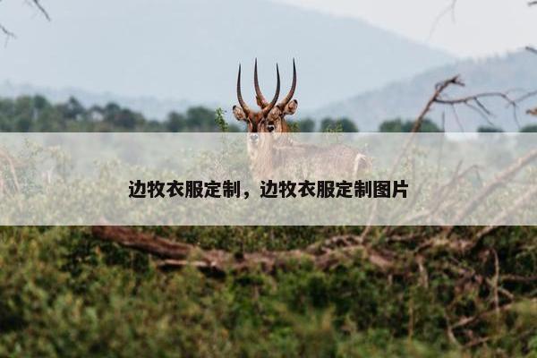 边牧衣服定制，边牧衣服定制图片