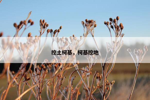 挖土柯基，柯基挖地