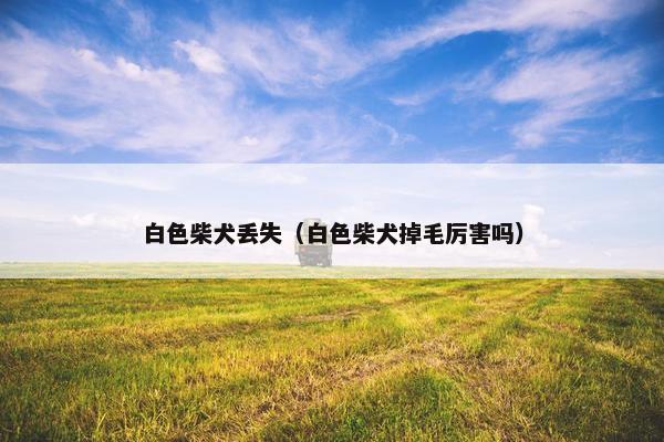 白色柴犬丢失（白色柴犬掉毛厉害吗）