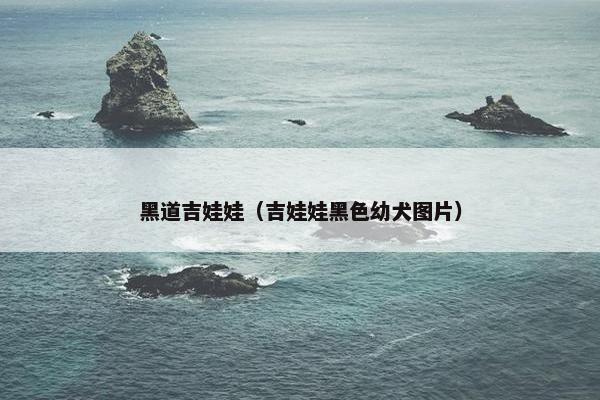 黑道吉娃娃（吉娃娃黑色幼犬图片）