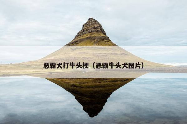 恶霸犬打牛头梗（恶霸牛头犬图片）