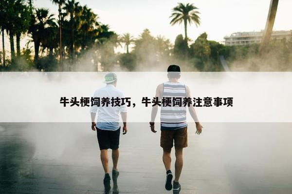 牛头梗饲养技巧，牛头梗饲养注意事项