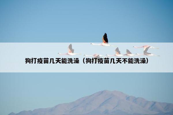狗打疫苗几天能洗澡（狗打疫苗几天不能洗澡）