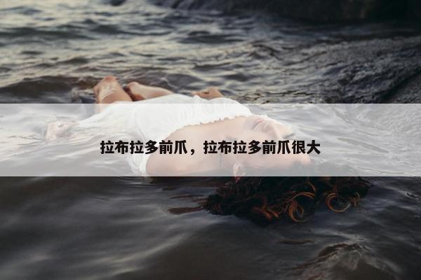 拉布拉多前爪，拉布拉多前爪很大