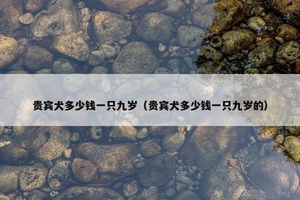 贵宾犬多少钱一只九岁（贵宾犬多少钱一只九岁的）