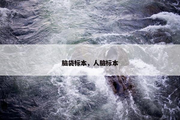脑袋标本，人脑标本