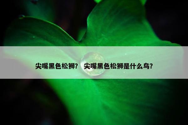 尖嘴黑色松狮？ 尖嘴黑色松狮是什么鸟？