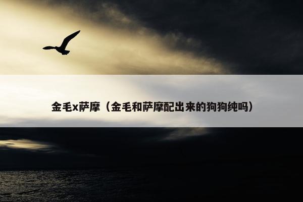 金毛x萨摩（金毛和萨摩配出来的狗狗纯吗）