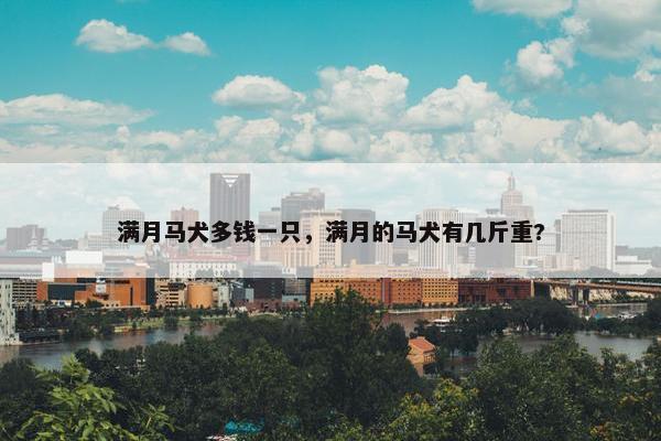 满月马犬多钱一只，满月的马犬有几斤重?