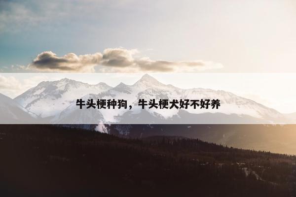 牛头梗种狗，牛头梗犬好不好养