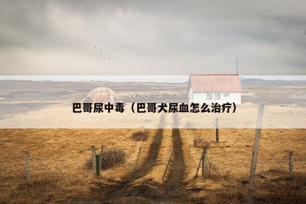 巴哥尿中毒（巴哥犬尿血怎么治疗）