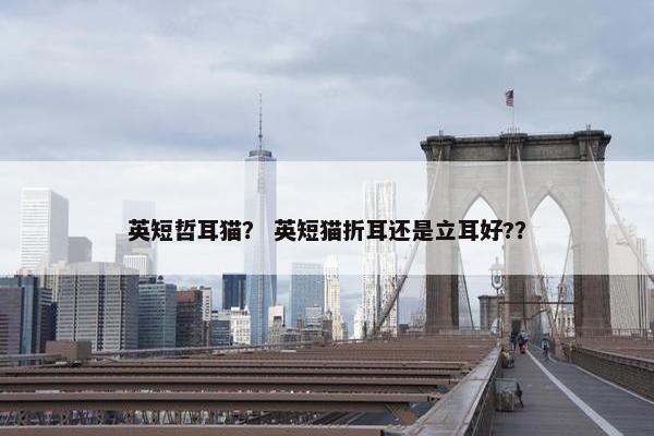英短哲耳猫？ 英短猫折耳还是立耳好?？