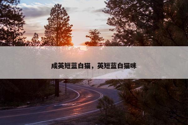 成英短蓝白猫，英短蓝白猫咪