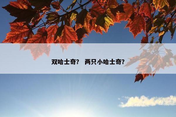 双哈士奇？ 两只小哈士奇？