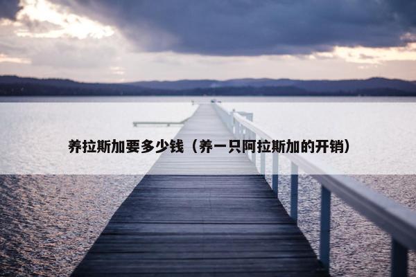 养拉斯加要多少钱（养一只阿拉斯加的开销）