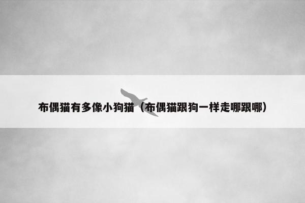 布偶猫有多像小狗猫（布偶猫跟狗一样走哪跟哪）