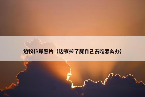 边牧拉屎照片（边牧拉了屎自己去吃怎么办）